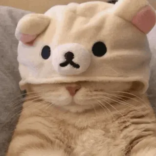 😐 cat, hat, cute, animal, pet, bear hat, kitten telegram sticker