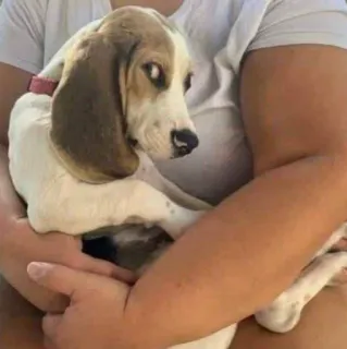 🐕 perro, cachorro, mascota, animal, beagle, lindo telegram sticker