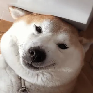 🙂 pies, shiba inu, zwierzę domowe, zwierzę, słodki, zwierzę domowe telegram sticker