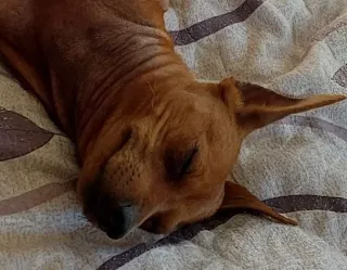 🙂 perro, durmiendo, animal, mascota, lindo, relajante telegram sticker