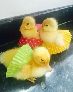 🌟 patitos, capacillos cupcake, animales lindos, patitos bebés, amarillo, pájaros telegram sticker