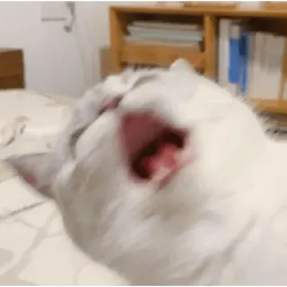 😀 cat, yawn, cute, animal, sleepy telegram sticker