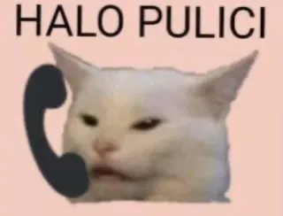 🌟 HALO PULICI kat, telefoon, dier, meme, pratend telegram sticker