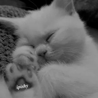 🕸 ipishy 猫, 小猫, 睡觉, 可爱, 宠物, 动物 telegram sticker