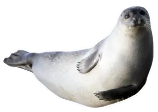 😳 foca, animale, mammifero, creatura marina, carino telegram sticker