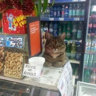 🍑 Киське NO вискас cat, pet, shop, store, animal, kitten telegram sticker