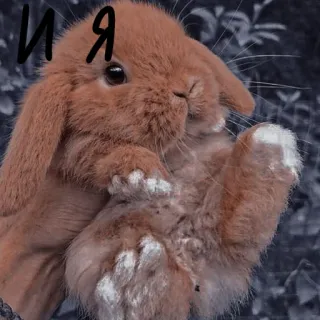🐰 И я lapin, mignon, animal de compagnie, animal whatsapp sticker