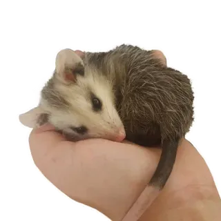 😝 Opossum, Beuteltier, Wildtier, Tier, süß, Haustier whatsapp sticker
