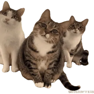 🫣 @stickermaze 猫, 猫咪, 宠物, 动物, 家猫, 猫科动物 telegram sticker