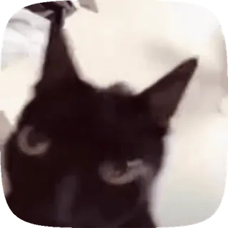 😾 chat, animal, animal de compagnie, chat noir, mignon, mème telegram sticker