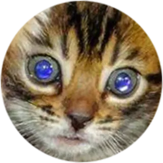 😦 gato, gatito, animal, mascota, lindo telegram sticker