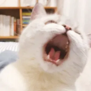 🥱 gato, bostezando, animal, mascota, lindo, felino whatsapp sticker