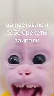 😱 да паставлю я себе брекеты заипали ลิง, วงเล็บ, ใบหน้า, มีม, สัตว์ telegram sticker