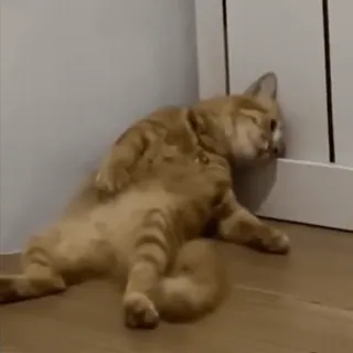 😩 chat, orange, couché, drôle, animal whatsapp sticker