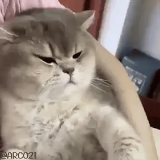 😒 @ARC021 Katze, Meme, Lustig, Tier, Haustier, Unzufrieden whatsapp sticker
