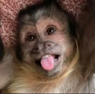 🙈 monkey, animal, tongue, cute, funny telegram sticker