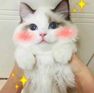 ✨ кот, милый, животное, питомец, пушистый, каваий, котенок telegram sticker
