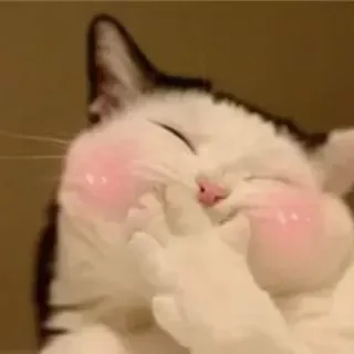 😂 cat, cute, animal, blush, meme telegram sticker