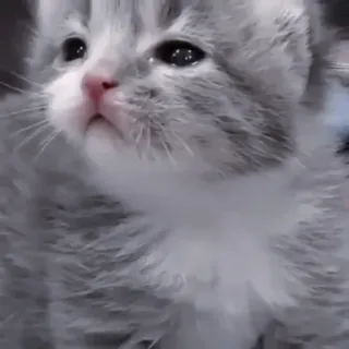 🐈‍⬛ kätzchen, katze, tier, haustier, süß, katzenartig telegram sticker
