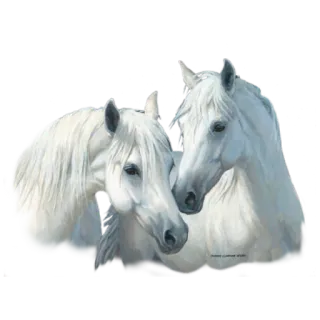 💑 лошади, животные, белый, лошадиные, жеребцы telegram sticker