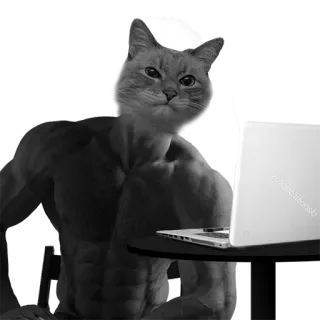 💪 cat, bodybuilder, internet, meme, funny, animal, anthropomorphic telegram sticker