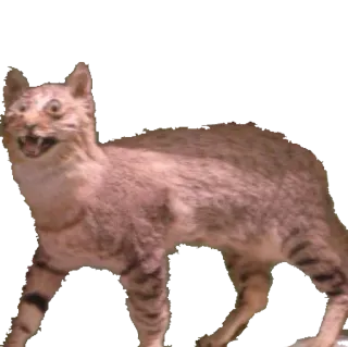 🐱 chat, animal, taxidermie, flippant, drôle, mème whatsapp sticker