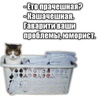 🧺 - Это прачешная?
- Кашачешная.
Гаварити ваши проблемы, юморист. cat, laundry, humor, meme, russian, funny, joke telegram sticker