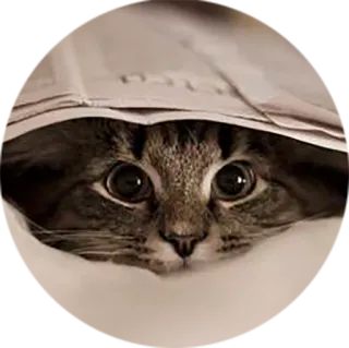 👀 cat, animal, newspaper, cute, pet, funny telegram sticker