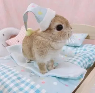 🌟 bunny, rabbit, pet, animal, cute, sleepy, bedtime, sleeping whatsapp sticker