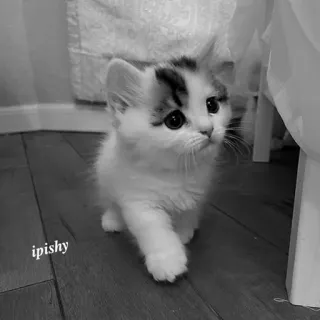 🕸 ipishy 小猫, 猫, 宠物, 可爱, 动物, 走路 telegram sticker