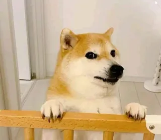 🤔 hond, Shiba Inu, dier, huisdier, lief telegram sticker