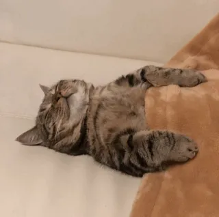 😴 chat, dormir, animal, animal de compagnie, paresseux, chat domestique telegram sticker