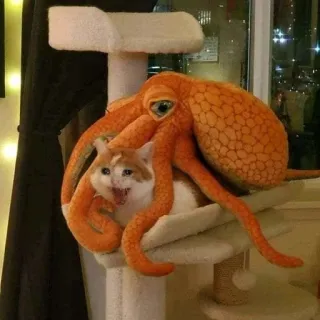 😨 Katze, Oktopus, Haustier, Tier, süß, spielerisch telegram sticker