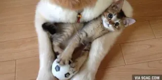 ⚽ VIA 9GAG.COM kitten, dog, soccer ball, funny, pet telegram sticker