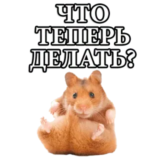😀 ЧТО ТЕПЕРЬ ДЕЛАТЬ? hamster, frage, russisch, tier, süß telegram sticker