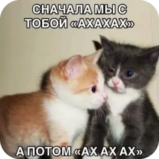 🐱 СНАЧАЛА МЫ С ТОБОЙ «АХАХАХ» А ПОТОМ «АХ АХ АХ» whatsapp sticker