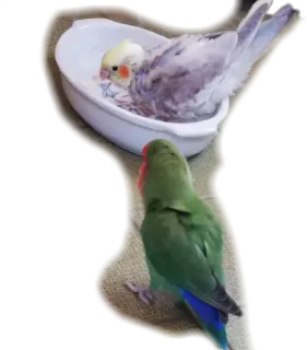 Piccioni whatsapp stickers