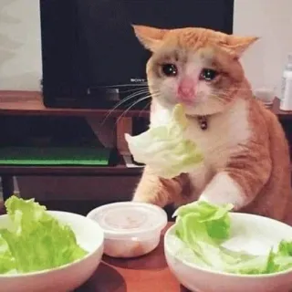 😒 cat, sad, eating, salad, animal, crying whatsapp sticker