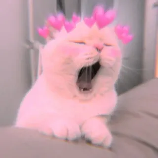 🐾 Katze, süß, Tier, Herzen, Kätzchen, Gähnen whatsapp sticker