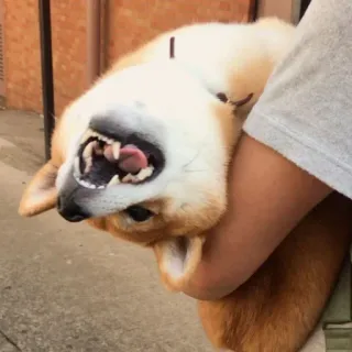 🙃 chien, shiba inu, animal de compagnie, animal, mignon, drôle telegram sticker