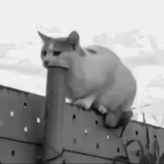 🐈‍⬛️ кошка, забор, животное, домашнее животное, млекопитающее, котёнок telegram sticker