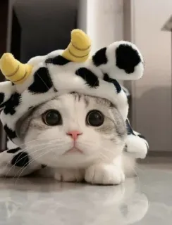 🐾 gato, vaca, animal, fofo, animal de estimação, gatinho, animal doméstico telegram sticker