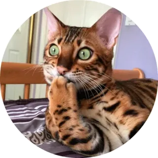 😏 chat, animal, animal de compagnie, mignon, pensif telegram sticker