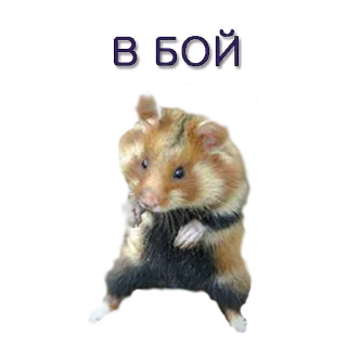 🤛 В БОЙ хомяк, животное, текст telegram sticker