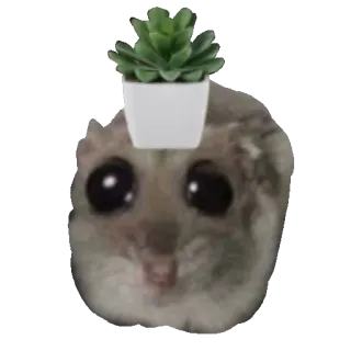 🪴 햄스터, 동물, 귀여운, 식물, 다육식물, 화분 whatsapp sticker