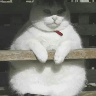 😐 고양이, 흰 고양이, 동물, 애완 동물, 반려묘, 웃긴 고양이, 귀여운 고양이 telegram sticker