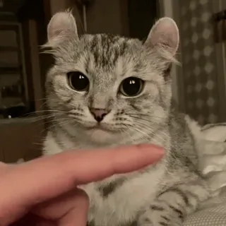 ❤️ 猫, 可愛い, 動物, ペット, 子猫, 指, 飼い猫 telegram sticker