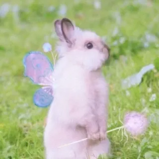 🐰 rabbit, bunny, wings, fairy, cute, animal, nature whatsapp sticker