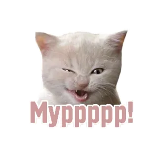 😉 Mуррррр! gatto, gattino, carino, russo, miao, animale telegram sticker