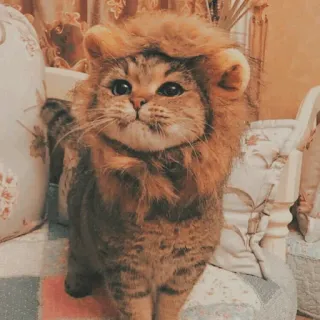 🐱 kot, lew, słodki, zwierzę, zwierzę domowe, śmieszne, kostium telegram sticker